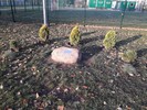 pomniki przyrody